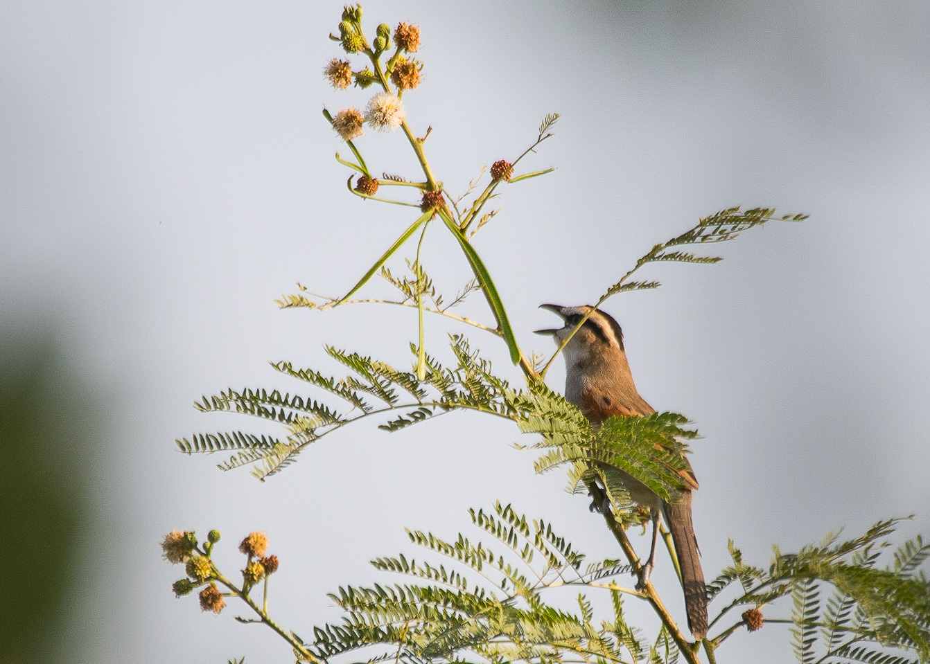 Tchagra à tête noire (Black-crowned tchagra, Tchagra senegalus), adulte chantant au sommet d'un acacia, Brousse de Somone, Région de Thiès, Sénégal.