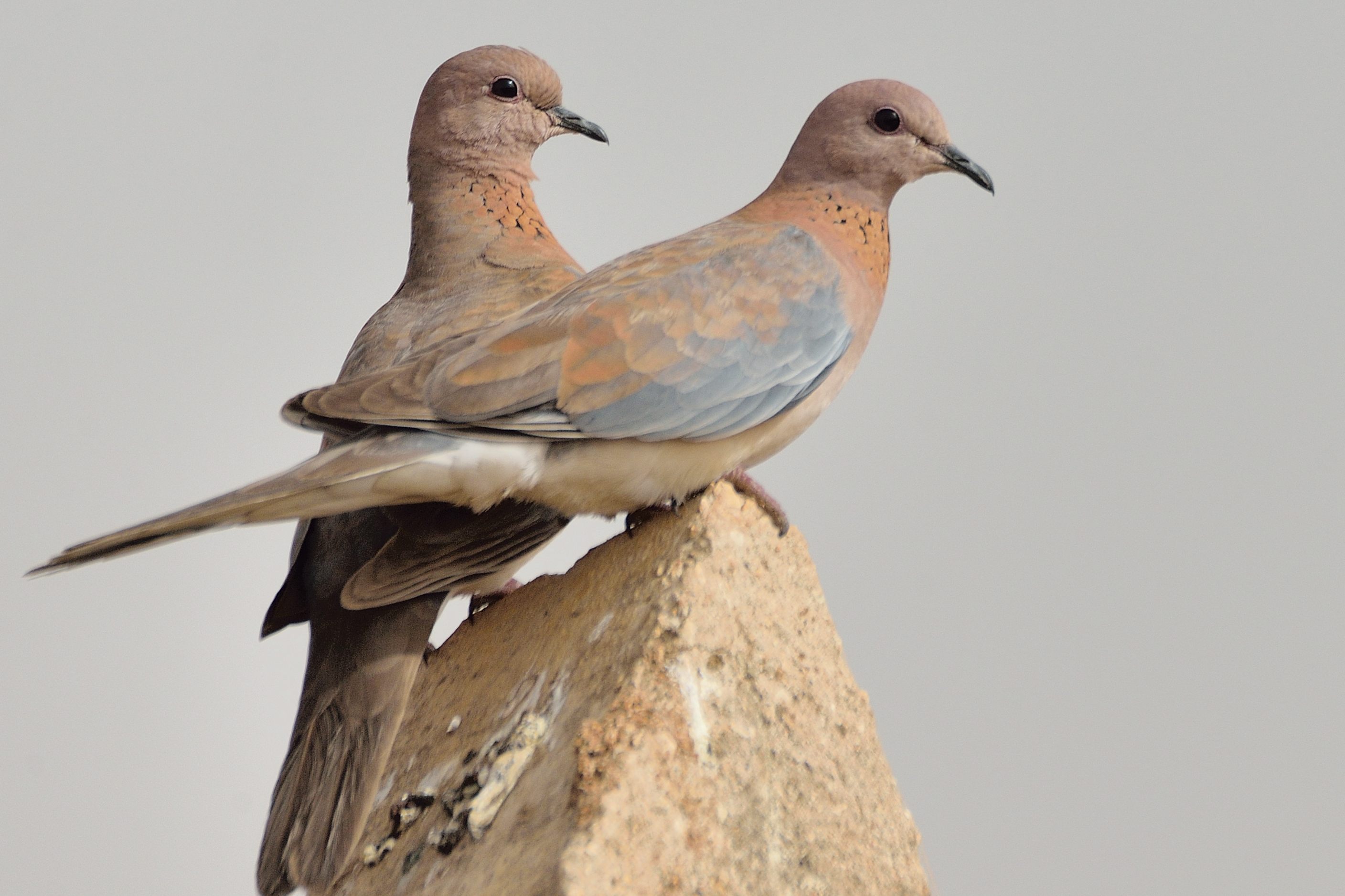 Tourterelles maillées, couple (Laughing Dove, Spilopelia senegalensis). 