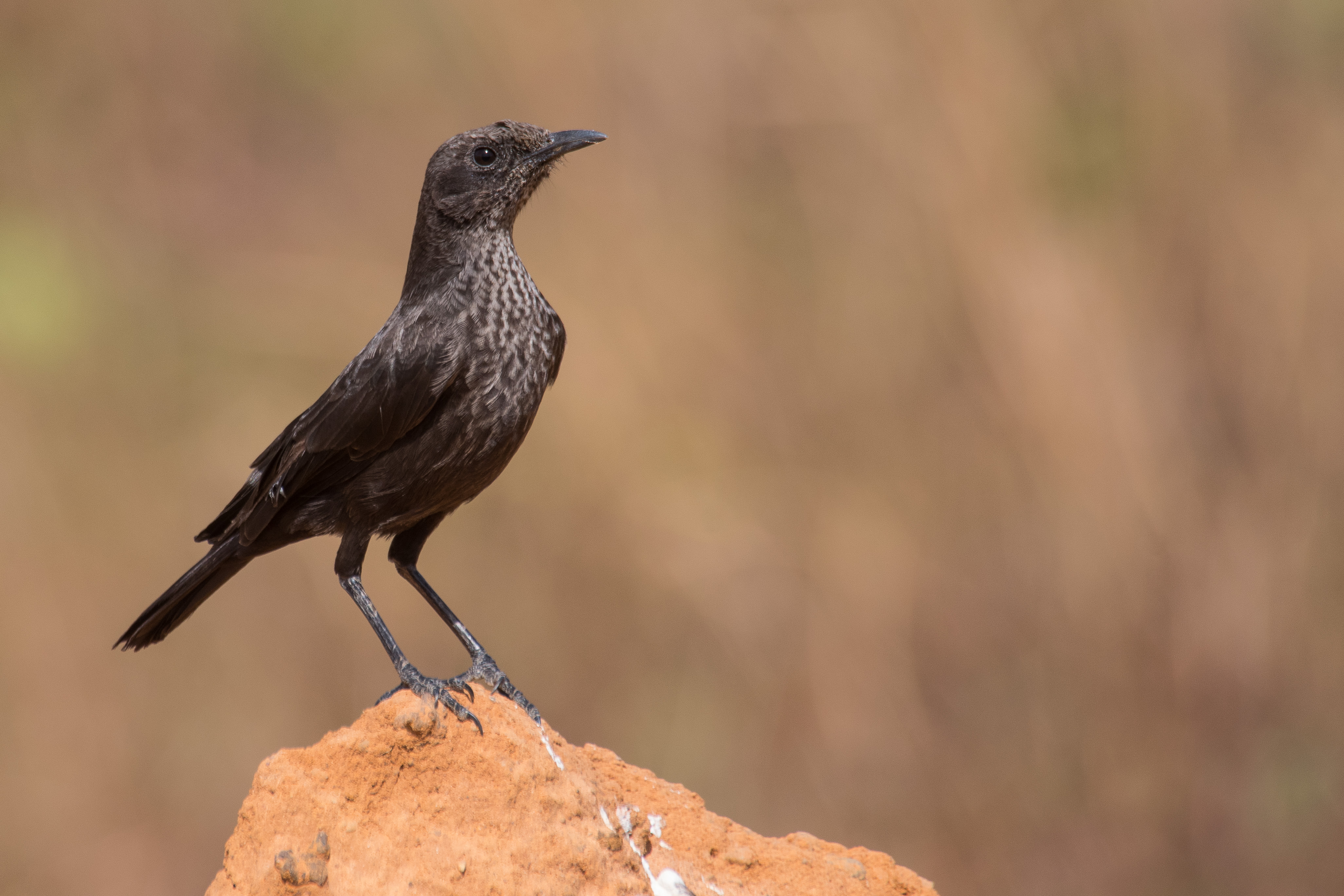  Traquet Brun (Anteater Chat, Myrmecocichla aethiops).