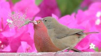  Amarante du Sénégal, Red-billed Firefinch, Lagonosticta senegala, couple adulte en plumage nuptial..