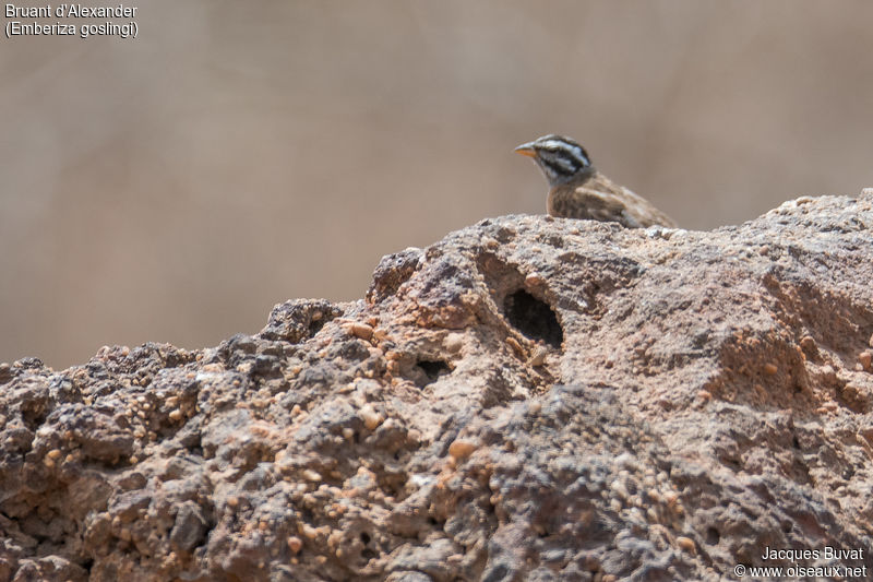 Bruant d'Alexander ou de Gosling (Alexander's Bunting, Emberiza  Goslingi), Réserve Narurelle de Popenguine, Région de Thiès, Sénégal.