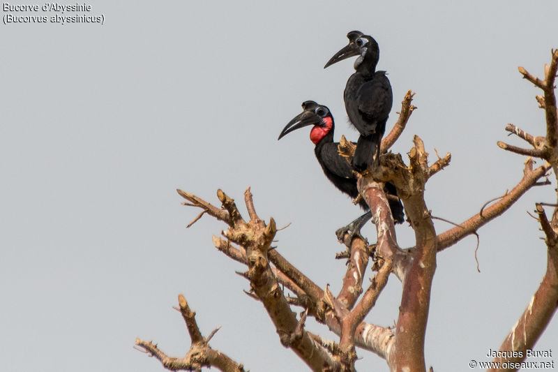 Couple de Bucorves d'Abyssinie (Abyssinian ground Hornbills, Bucorvus Abyssinicus) perchés dans une zone forestière du Sénégal.