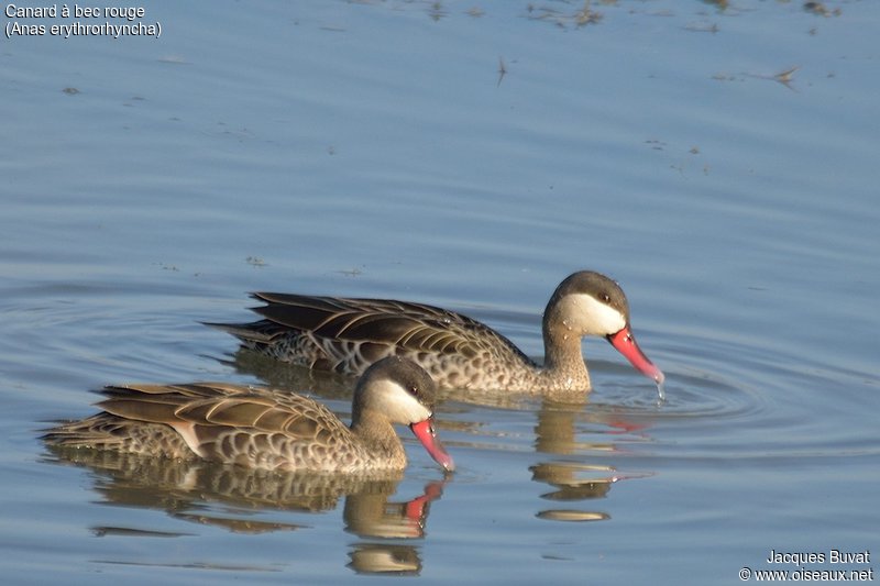 Canard à bec rouge adulte (Red-billed teal, Anas erythrorynchos), Onguma Nature Reserve, Etosha, Namibie, et Madikwe Game Reserve, Afrique du Sud..