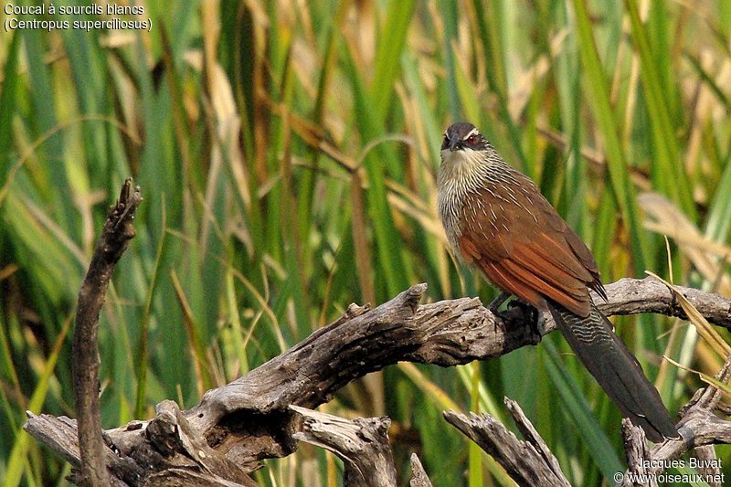 Coucal à sourcils blancs adulte (White-browed coucal, Centropus superciliosus), Lewa down estates, Eastern Province, Kenya.