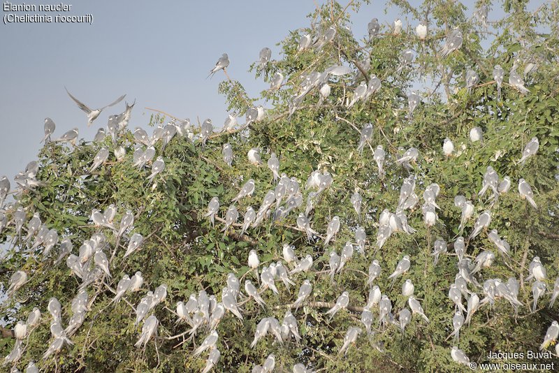 Elanions Naucler (Scissor-tailed kite, Chelictinia riocourii) encore présents sur leur dortoir de l'ile de Kousmar vers 8h du matin (photo prise en Décembre).