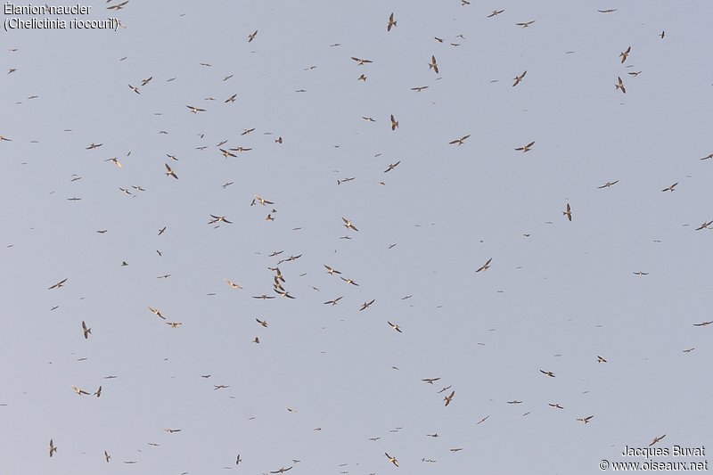 Elanions Naucler (Scissor-tailed kites, Chelictinia riocourii) survolant l'ile de Kousmar en début de soirée avant de se percher dans sa forêt, Ndiafatte, Sénégal
