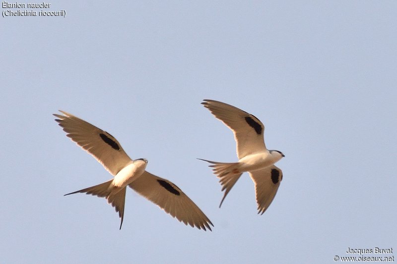 Elanions Naucler adultes  (Scissor-tailed kites, Chelictinia riocourii), rentrant au dortoir de l'ile de Kousmar, Ndiaffate, Sénégal.