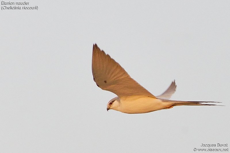 Elanion Naucler en plumage de transition (Scissor-tailed kite, Chelictinia riocourii), rentrant au dortoir de l'ile de Kousmar, Ndiaffate, Sénégal.