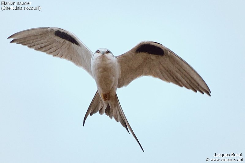 Elanion Naucler adulte (Scissor-tailed kite, Chelictinia riocourii), rentrant au dortoir de l'ile de Kousmar, Ndiaffate, Sénégal.