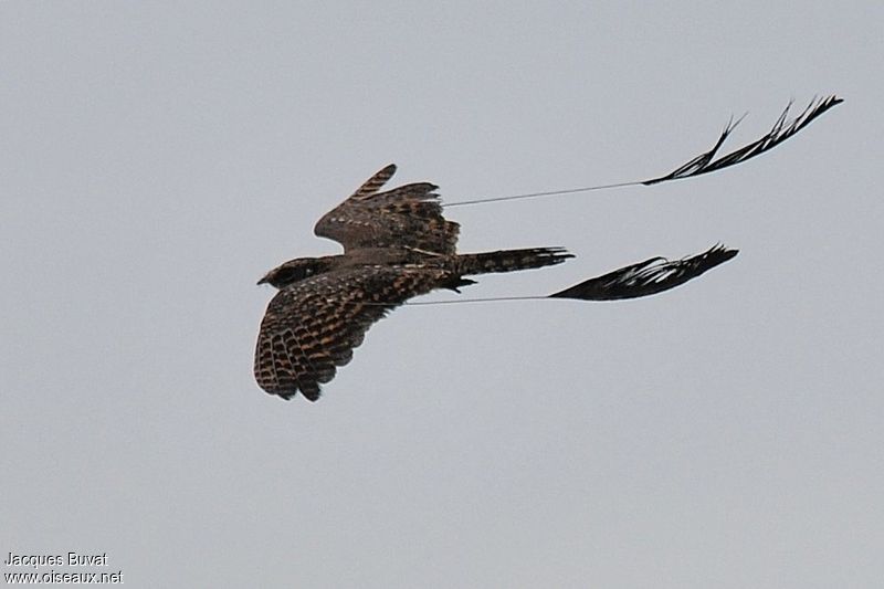 Engoulevent à balanciers au vol(Standard-winged nightjar, Caprimulgus longipennis),Marigot de Keur Walid, Région de Kaolack, Sénégal.