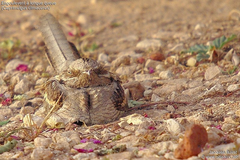 Engoulevent à longue queue adulte (Long-tailed nightjar, Caprimulgus climacurus), Réserve Naturelle de Popenguine, Sénégal.