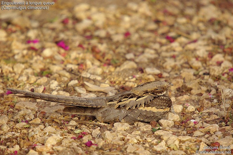 Engoulevent à longue queue (Long-tailed nightjar, Caprimulgus climacurus), RNP, Sénégal. 