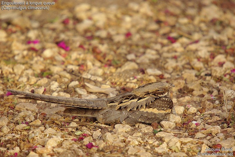 Engoulevent à longue queue (Long-tailed nightjar, Caprimulgus climacurus), RNP, Sénégal. 