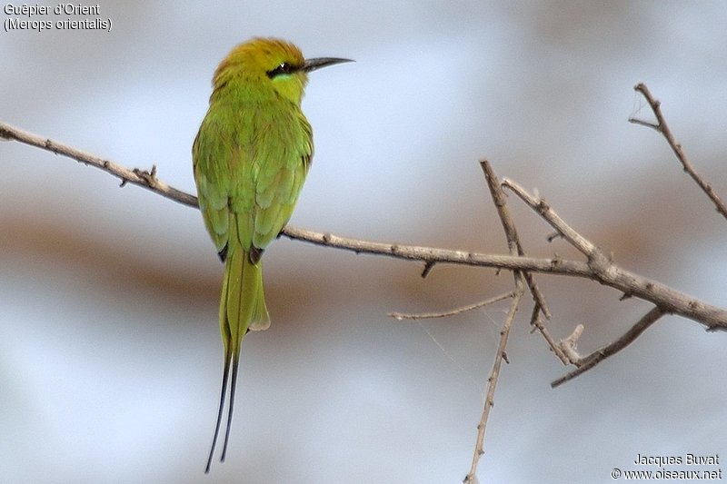 Guêpier d'Orient adulte (Green bee-eater, Merops orientalis), Ile de Kousmar, Ndiaffate, Région de Kaolack, Sénégal. 