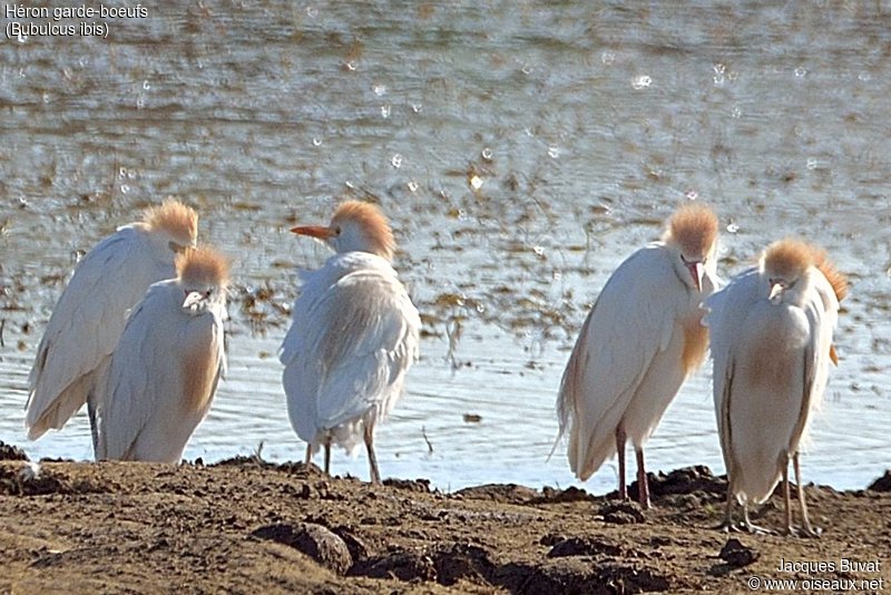 Hérons garde-bœufs (Western cattle egrets, Ardea ibis), adultes nuptiaux, Réserve Naturelle de Mont-Bernanchon, Hauts de France.