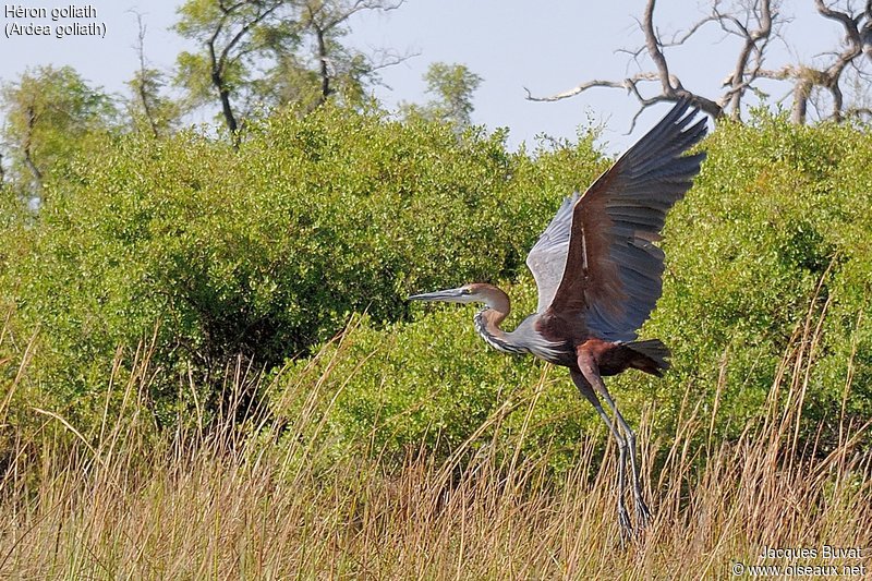 Héron Goliath (Goliath heron, Ardea Goliath), envol d'un adulte, Kwai River Camp, North West District, Botswana.
