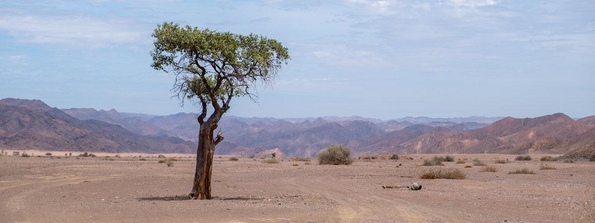 Environnement montagneux et grand Acacia Erioloba (Camel thorn), dans la vallée de la rivière Hoarusib, Parc National de la Côte des Squelettes, Namibie.