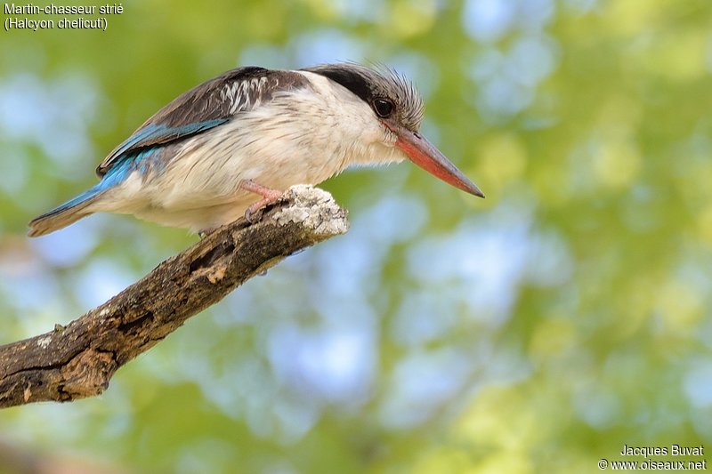 Martin-chasseur strié adulte(Striped Kingfisher, Halcyon chelicuti), Réserve Naturelle de Popenguine, Sénégal.