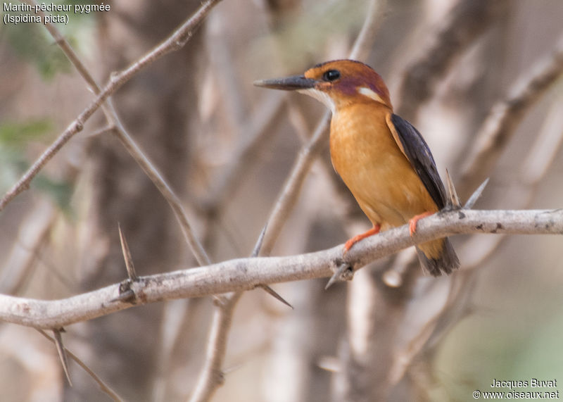 Martin-pêcheur pygmée juvénile(African pygmy Kingfisher, Ispidina picta), Réserve Naturelle de Popenguine, Sénégal.