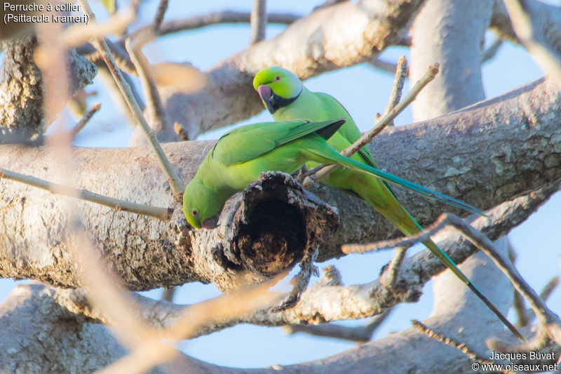 Perruches à collier (Rose-ringed parakeet, Psittacula krameri), couple adulte, Réserve naturelle de Popenguine, Région de Thiès, Sénégal.