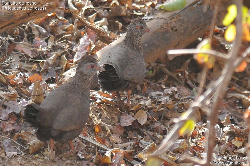 Poulettes de.roche (Stone partridge, Ptilopachus petrosus), Réserve de Popenguine, Sénégal.