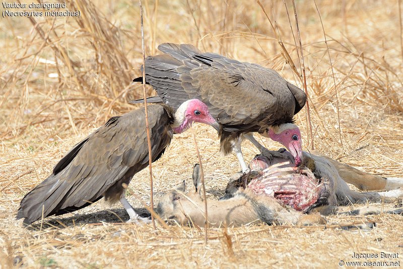 Vautours charognards (Hooded vultures, Necrosyrtes monachus) se repaissant du cadavre d'un chevreau tué par une voiture. 