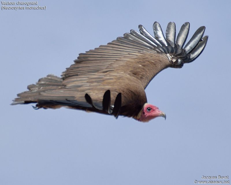 Vautour charognard (Hooded vulture, Necrosyrtes monachus), adulte au vol, Sénégal.