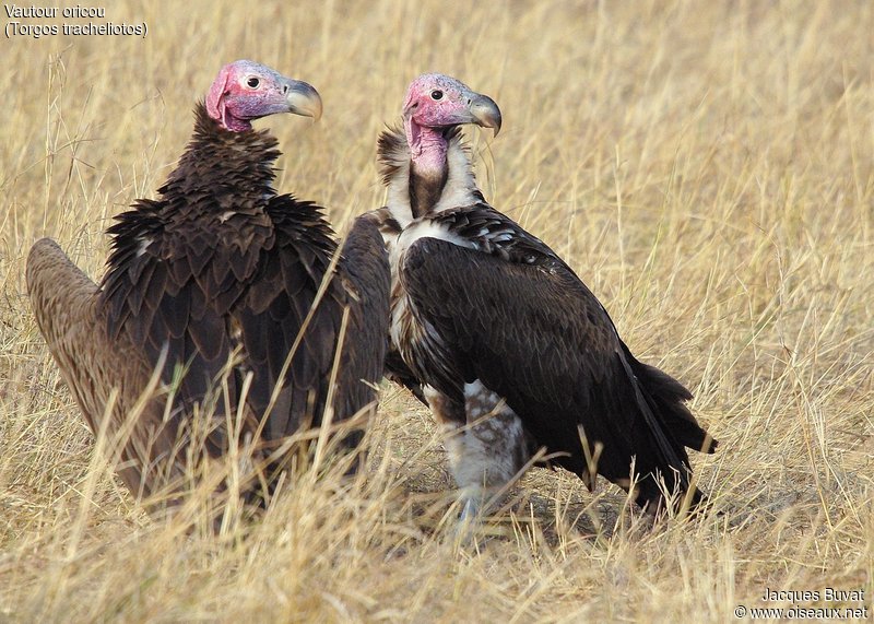 Vautours Oricou (Lappet-faced vulture, Torgos tracheliotus), couple adulte, Parc National de Masai Mara, Kenya.