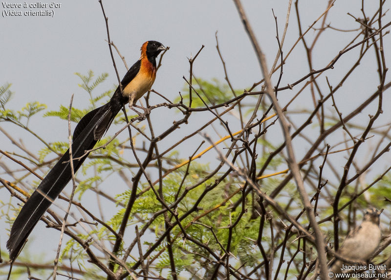 Veuve à collier d'or (Sahel Paradise Whydah, Vidua Orientalis), mâle et femelle en plumage nuptial, Réserve Naturelle de Popenguine, Novembre 2016.