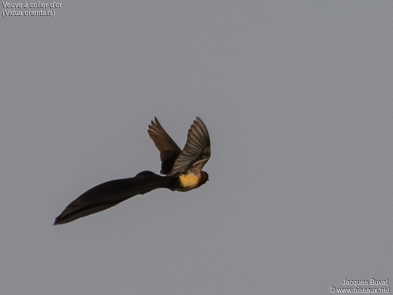 Veuve à collier d'or (Sahel Paradise Whydah, Vidua Orientalis), mâle en  plumage nuptial au vol, Réserve Naturelle de Popenguine, Novembre 2016.