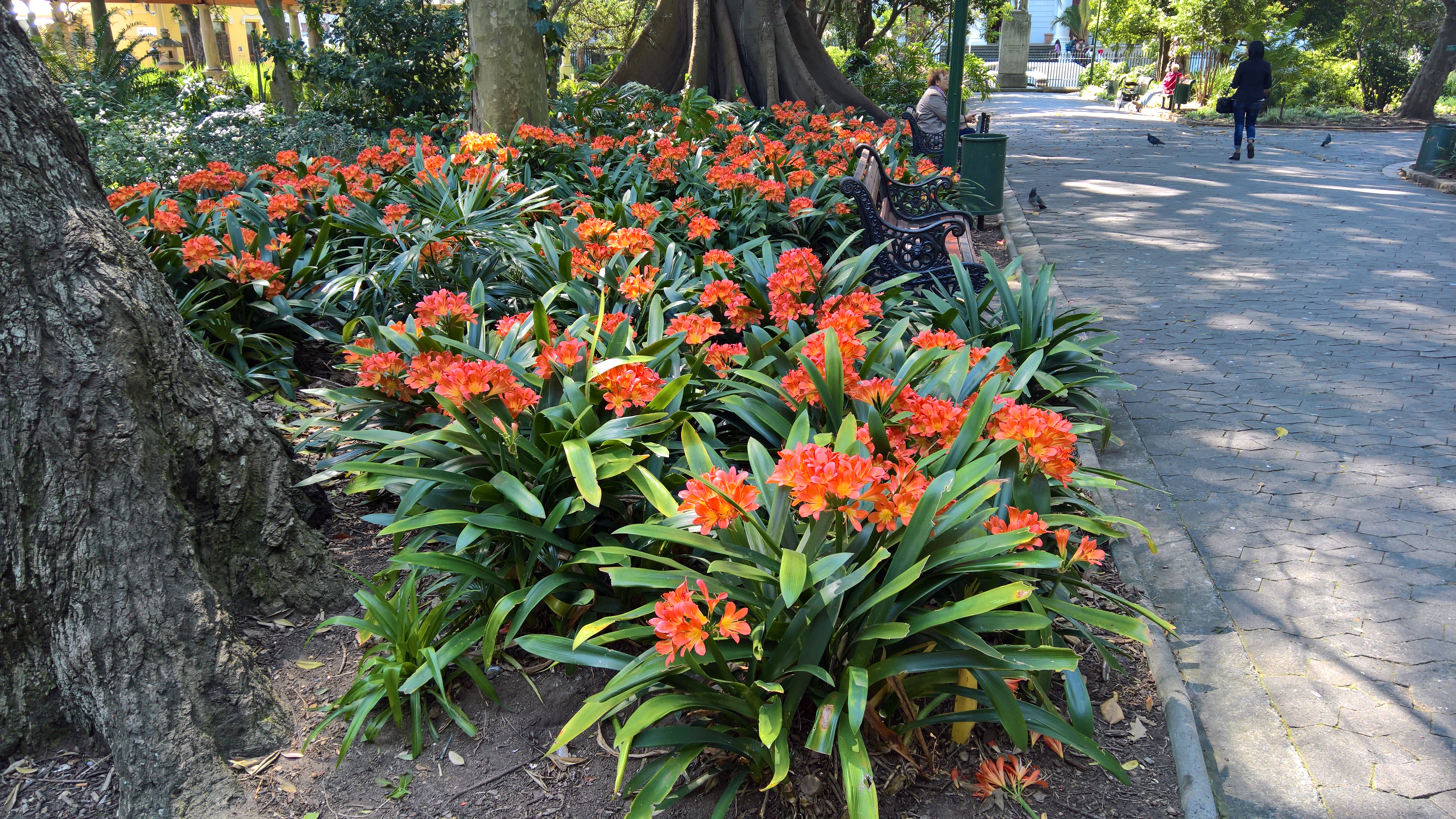 Clivias en fleurs dans la partie « Parc botanique » de Company’s Gardens, où s’est installée la faune locale