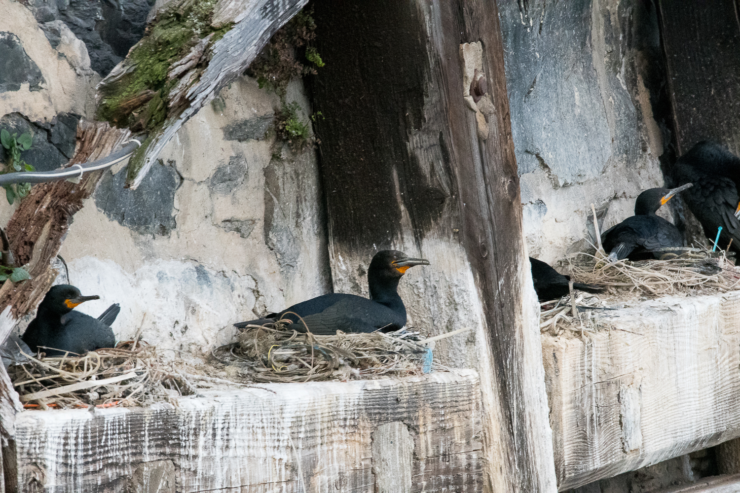 Cormorans du Cap (Cape cormorant, Phalacocrorax capensis) nichant entre les piliers du Victoria et Alfred waterfront de Cape Town.
