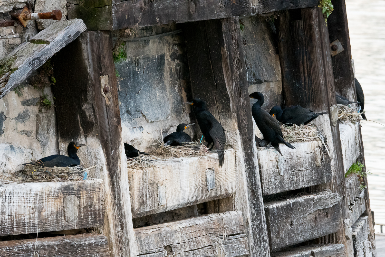Cormorans du Cap (Cape cormorant, Phalacocrorax capensis) nichant entre les piliers du port de Cape Town.