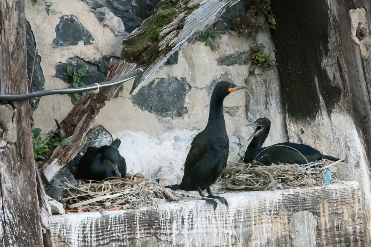 Cormorans du Cap (Cape cormorant, Phalacocrorax capensis) nichant entre les piliers du port de Cape Town.