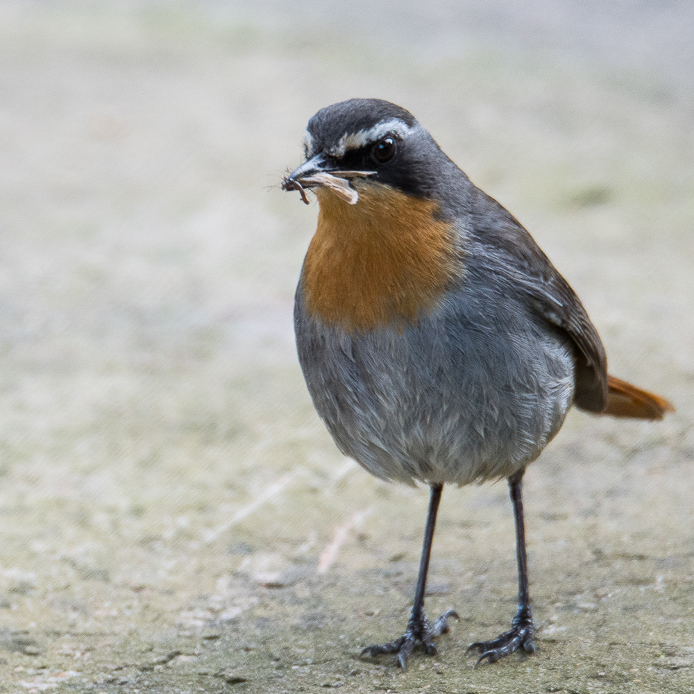 Cossyphe du Cap (Cape robin-chat, Cossypha cafra)