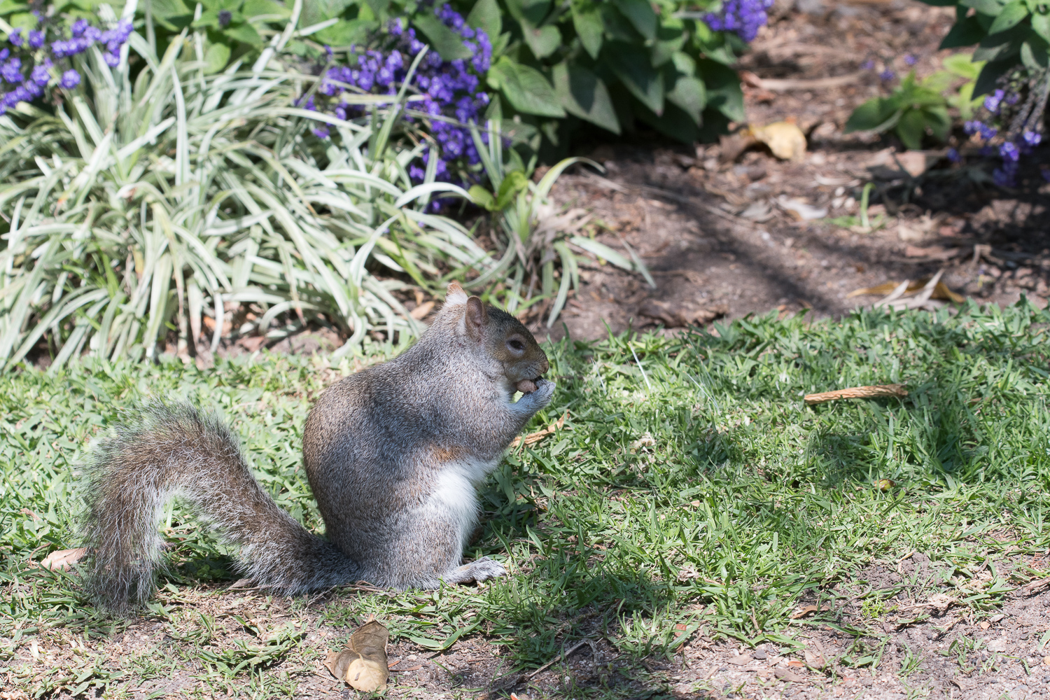 Ecureuil gris d'Amérique (Grey squirrel, Sciurus carolinensis) , Company's garden, Cape town, Afrique du sud 