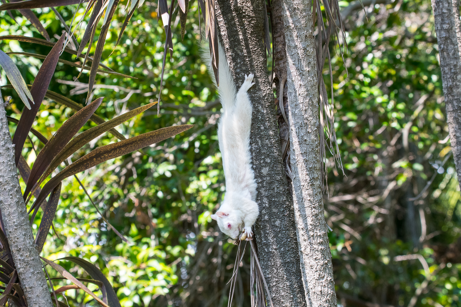 Ecureuil gris d'Amérique (Sciurus carolinensis) albinos, Company's garden, Cape town, Afrique du sud