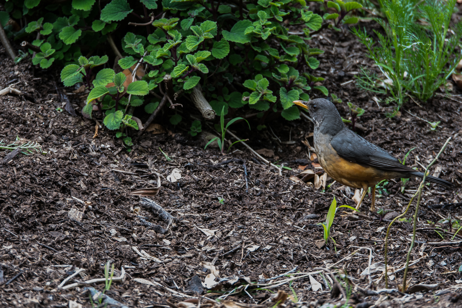 Merle olivâtre (Olive thrush, Turdus olivaceus), Company's garden, Cape Town, Afrique du sud.