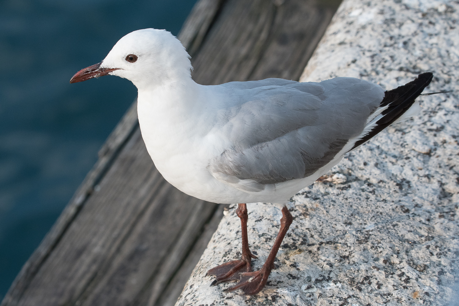 Mouette de Hartlaub adulte (Hartlaub's gull, Chroicocephalus genei), Victoria et Albert waterfront.