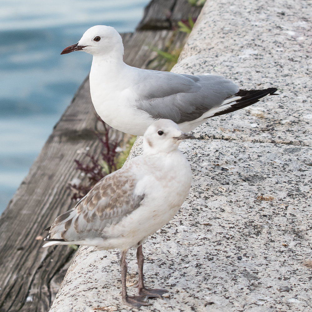 Mouettes de Hartlaub (Hartlaub's gull, Chroicocephalus genei), adulte (en arrière) et juvénile (en avant),Victoria et Albert waterfront, Cape town.