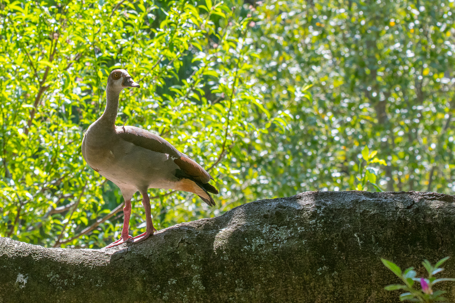 Ouette d'Egypte adulte (Egyptian goose, Alopochen aegyptica), the company's garden, Cape town, Afrique du Sud.