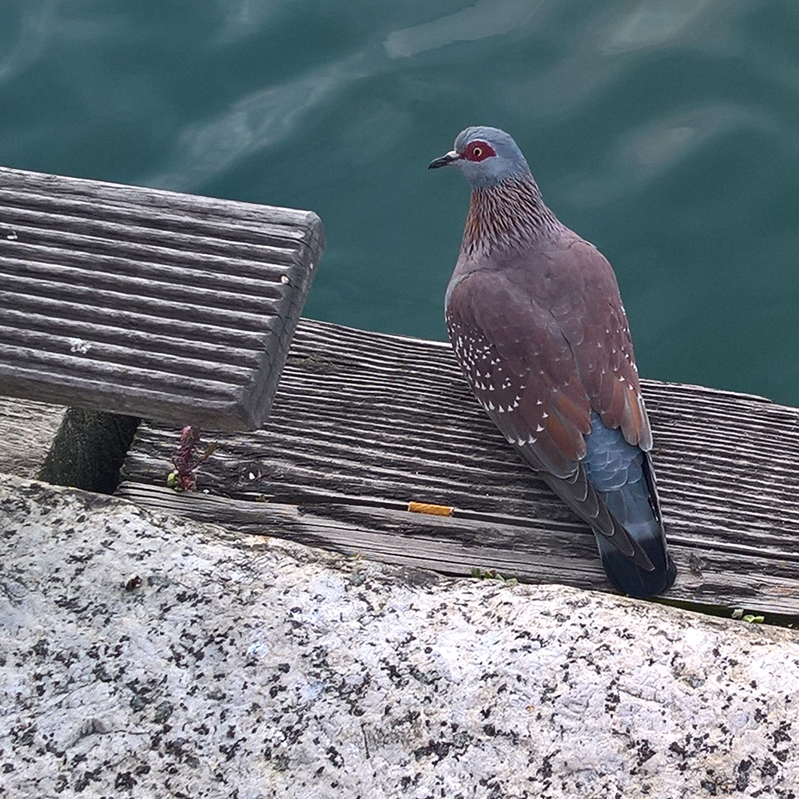 Pigeon roussard (Speckeld pigeon, Columba Guinea) sur le Victoria et Albert waterfront de Cape Town.