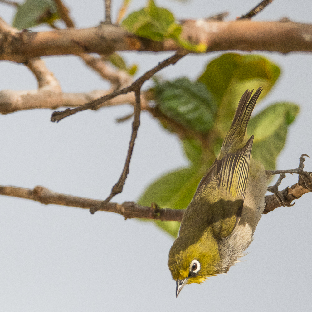 Zostérops du Cap (Cape white-eye, Zosterops virens), Company' Garden, Cape Town, Afrique du Sud.