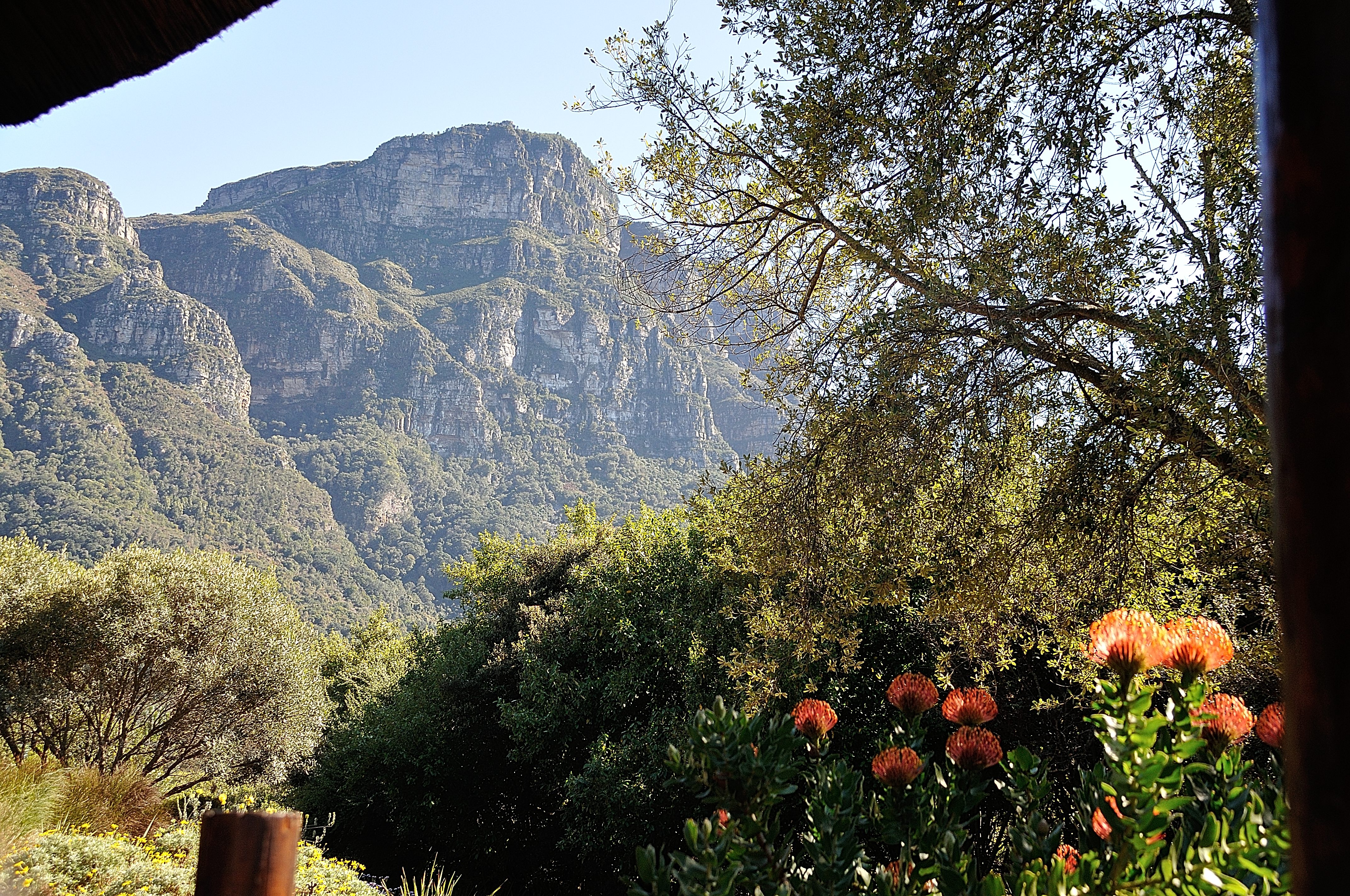 Jardins Botaniques Nationaux de Kirstenbosch, Perspective sur la Montagne de la Table (Table Mountain)