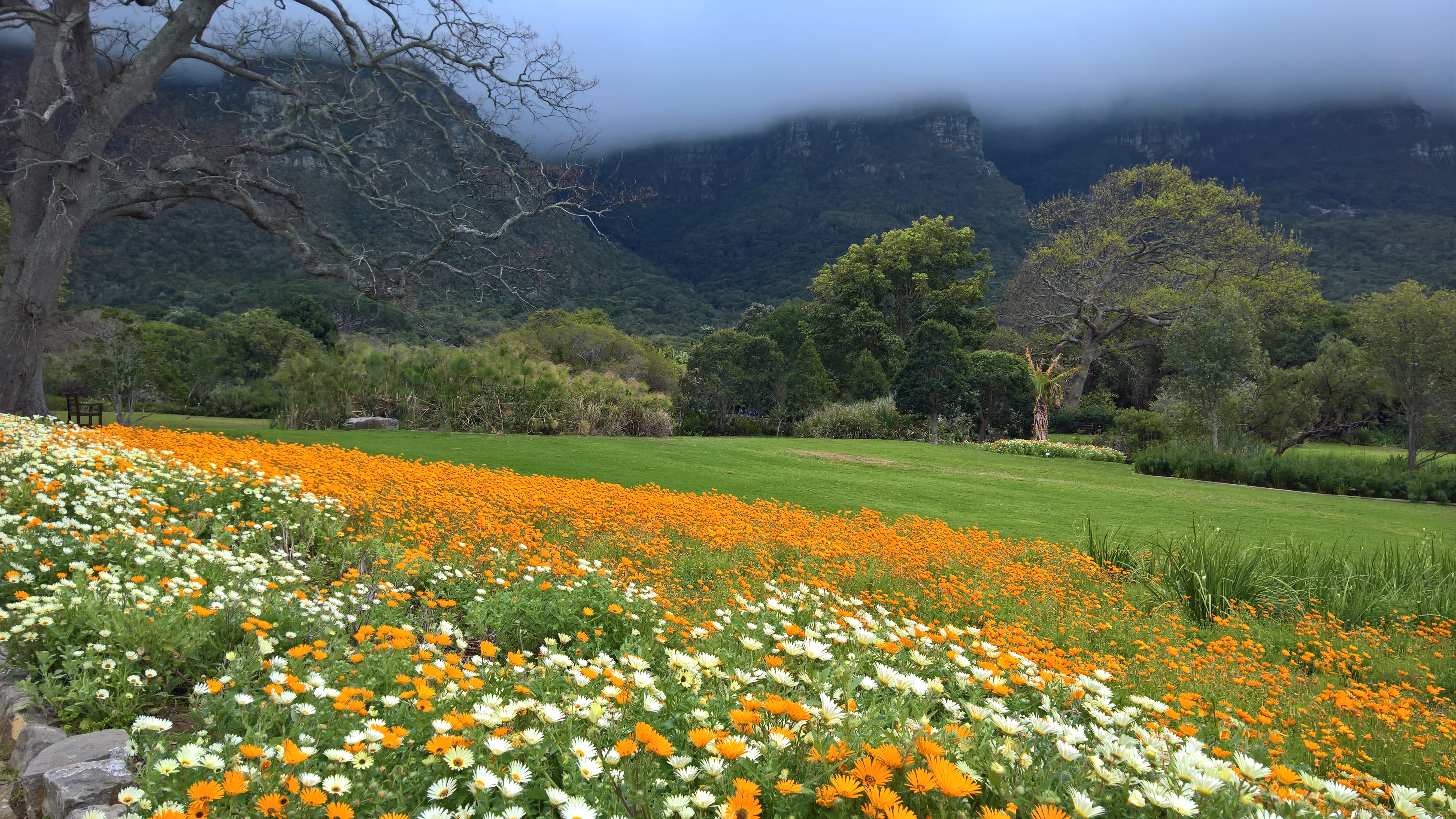 Jardins Botaniques Nationaux de Kirstenbosch, Tapis floral sur un fynbos, Cape Town, Afrique du Sud