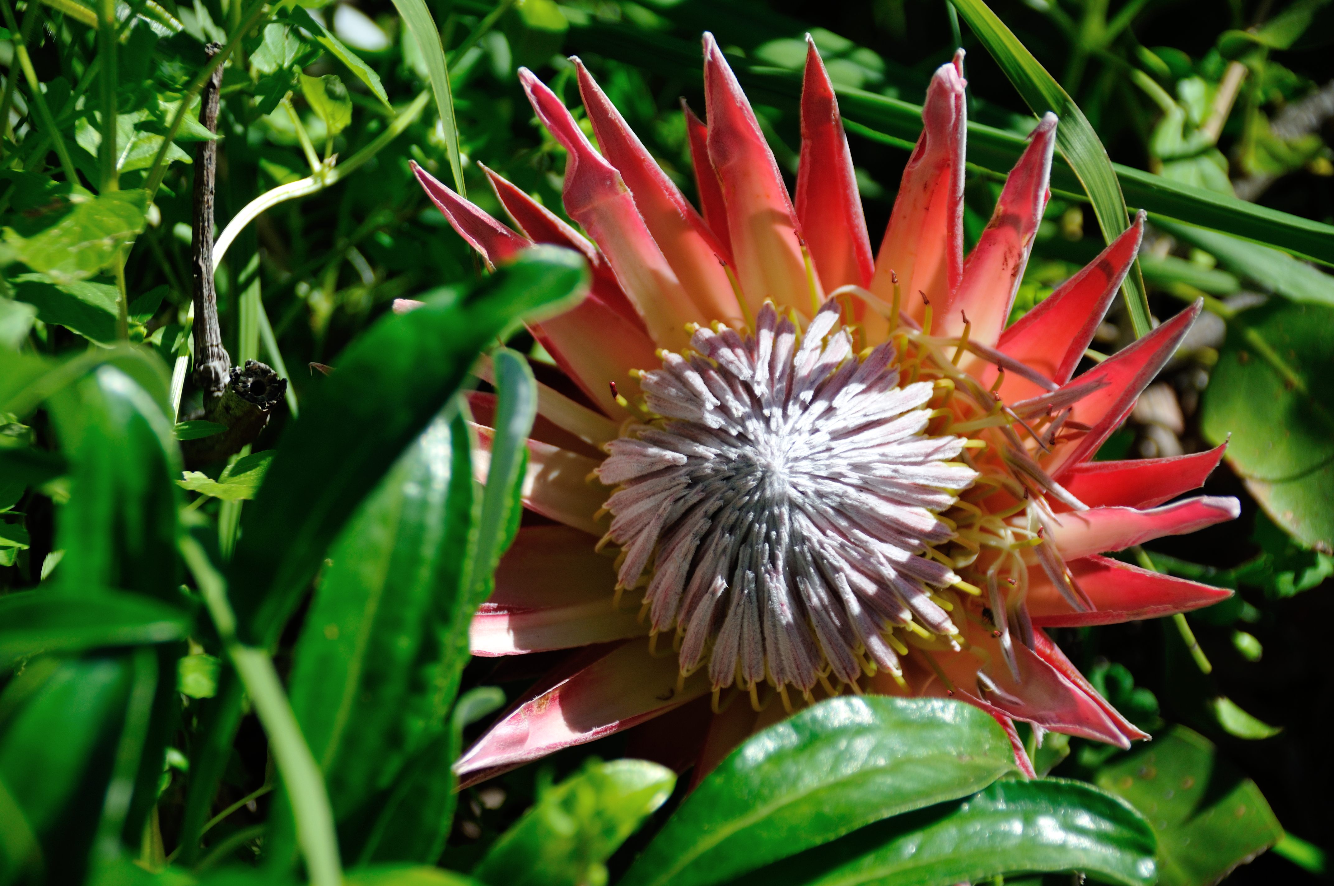 Protée royale (King protea, Protea cynaroides)