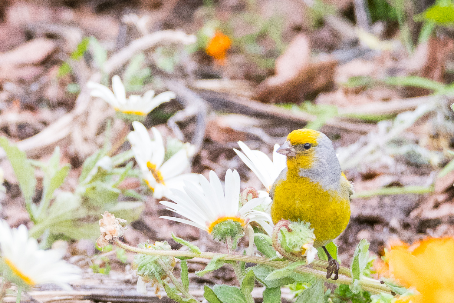 Serin du Cap (Cape canary, Serinus canicollis)