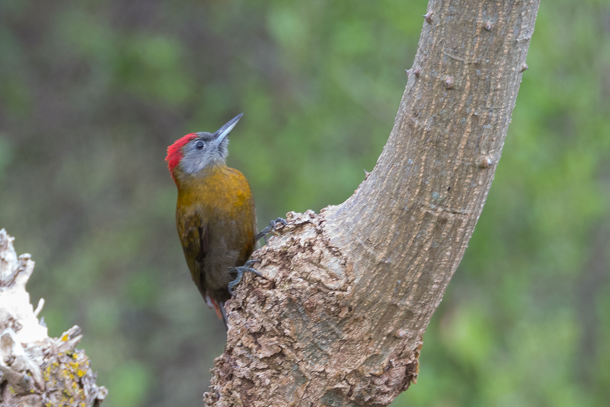Pic olive mâle (Olive woodpecker, Dendropicos griseocephalus)