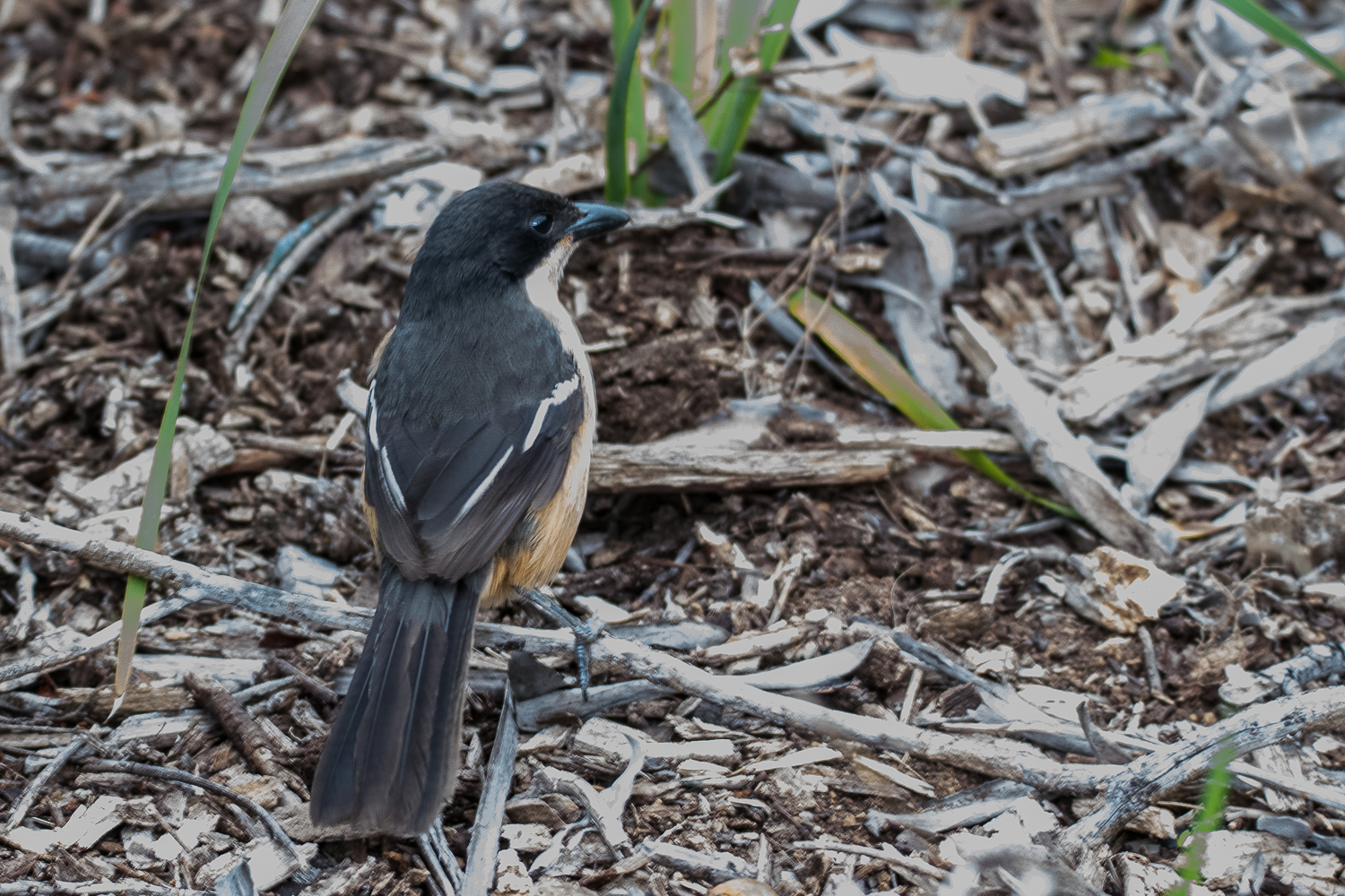 Gonolek boubou adulte (Southern boubou, Laniarus ferrugineus)