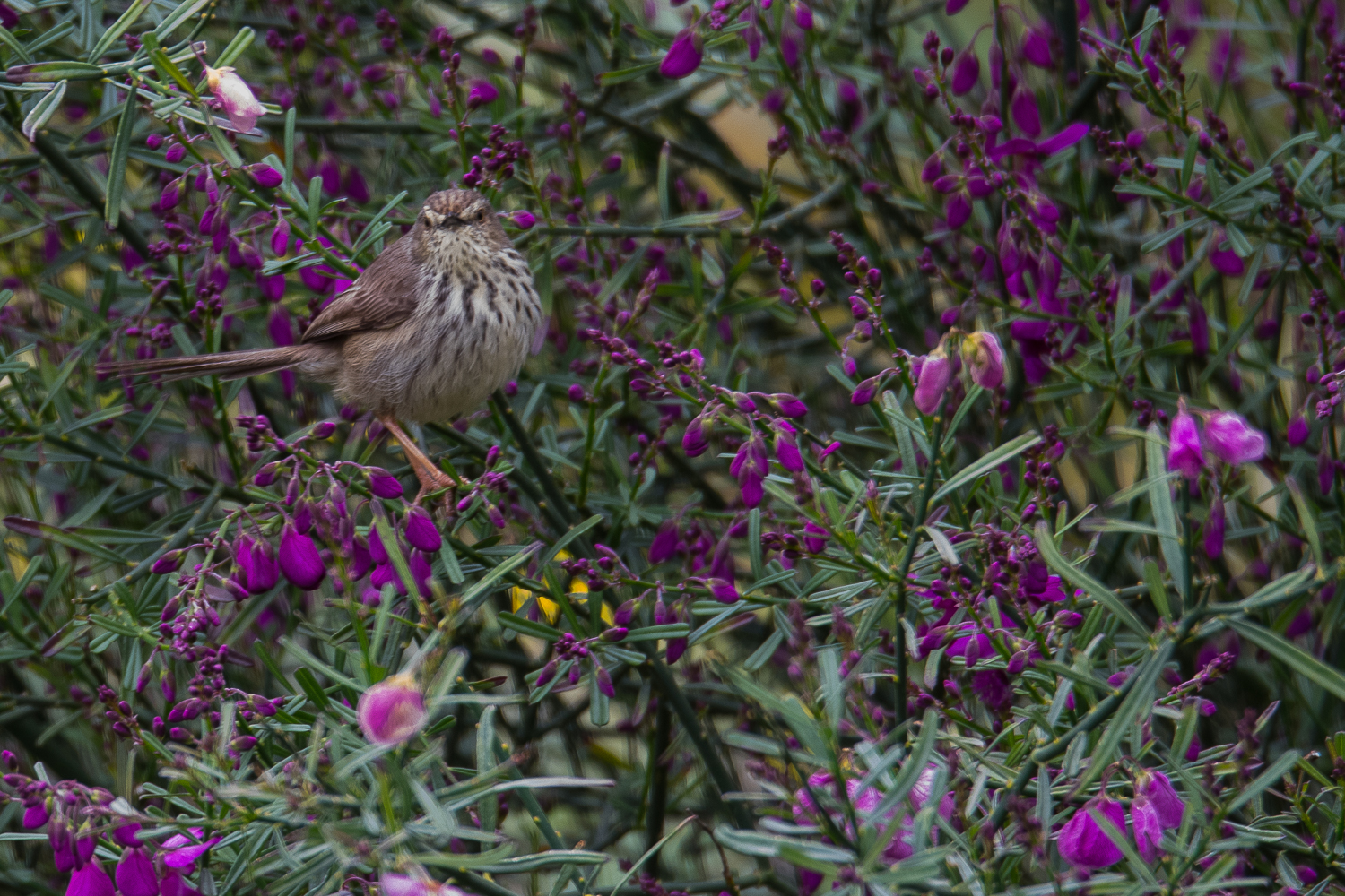 Prinia du Karoo (Karoo prinia, Prinia maculosa)